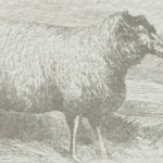 Svarti sauðurinn og aðrar fabúlur